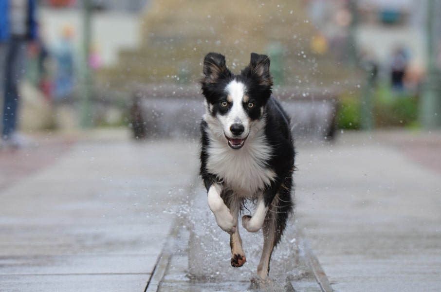 Why Coconut Oil Boosts Energy in Pets: The Role of Medium-Chain Fatty Acids