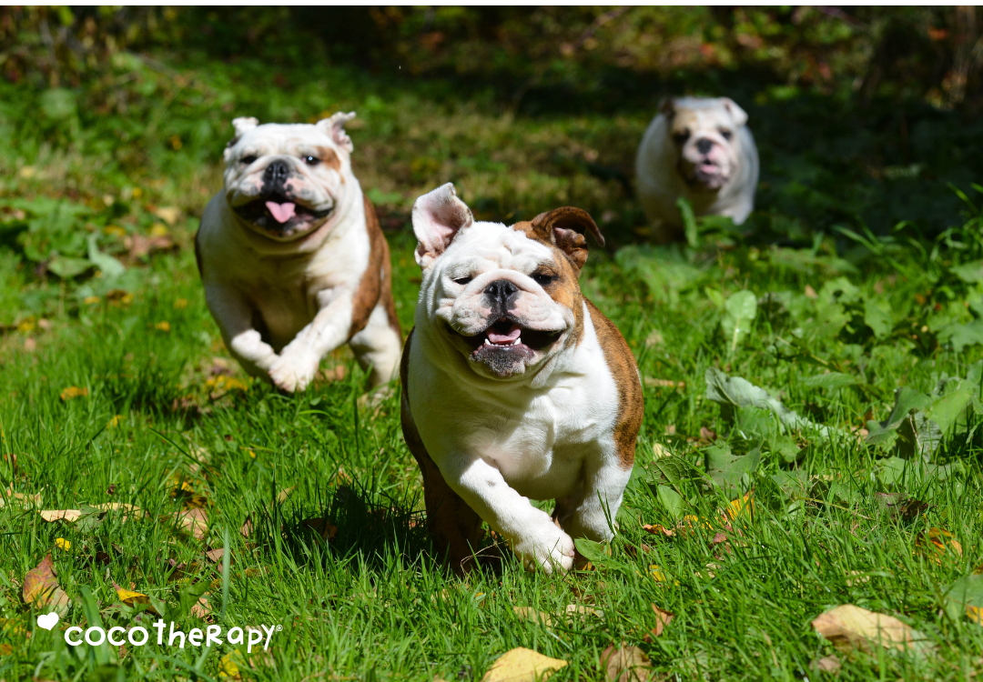 Why Antioxidants Matter for Your Pet's Health (And How to Add Them Naturally)