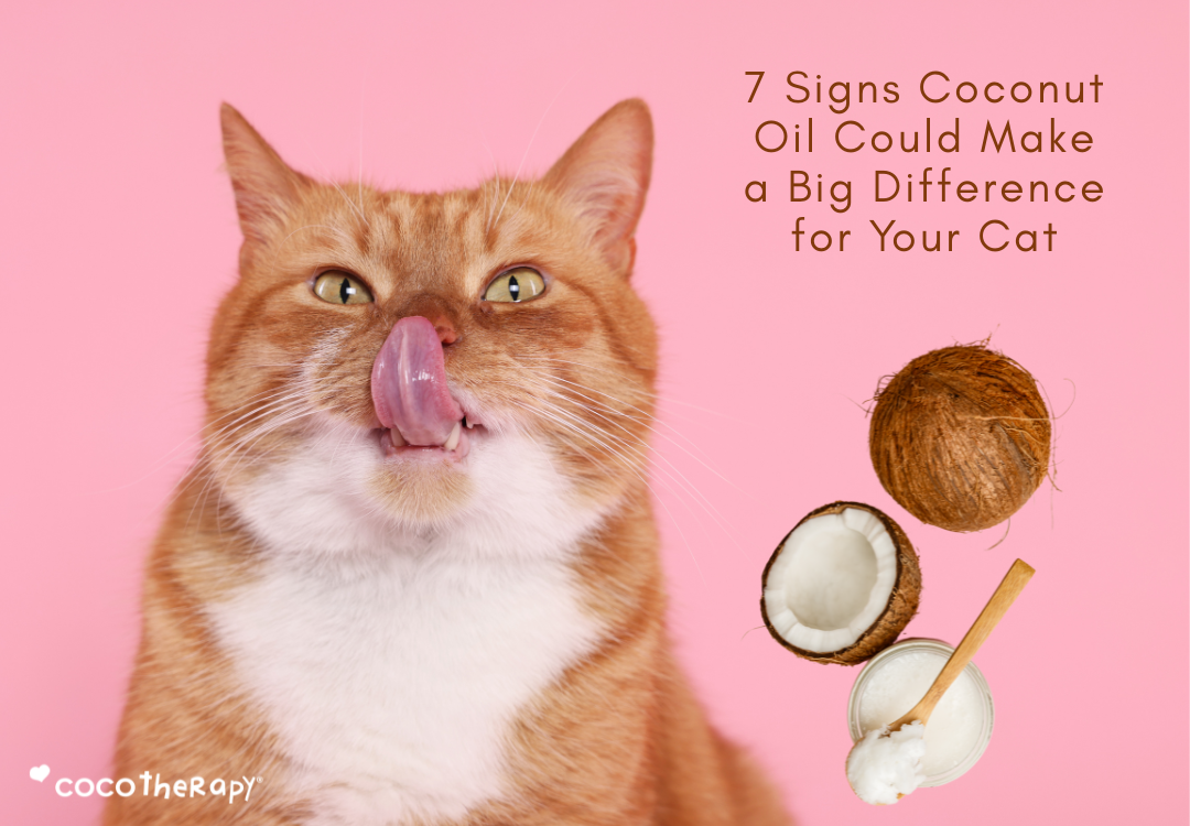 7 Signs Coconut Oil Could Make a Big Difference for Your Cat