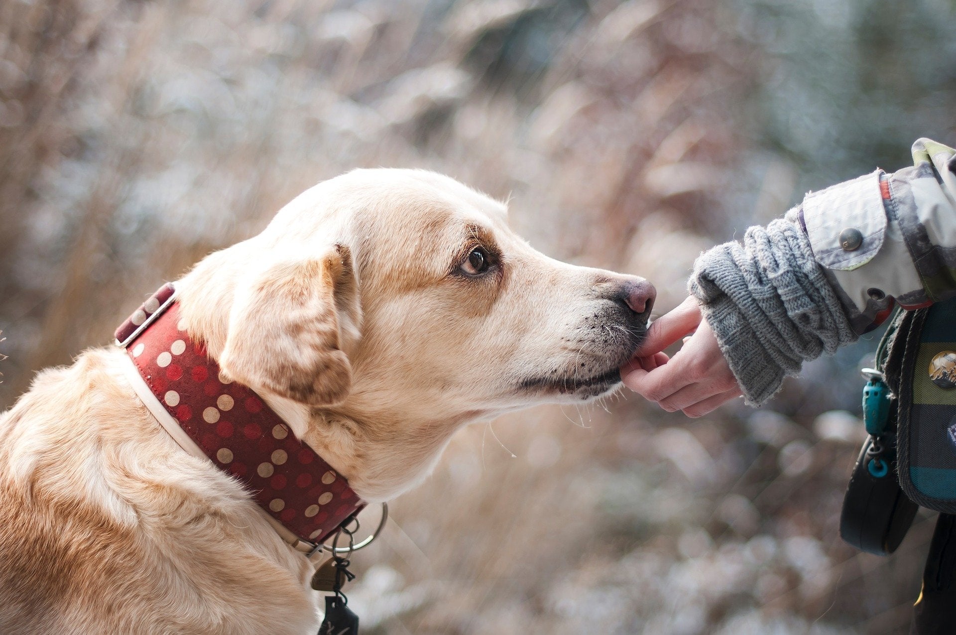 Should You Add Coconut Oil to Your Pet’s Diet? Is it Really Necessary? The Answer Is, "It Depends."