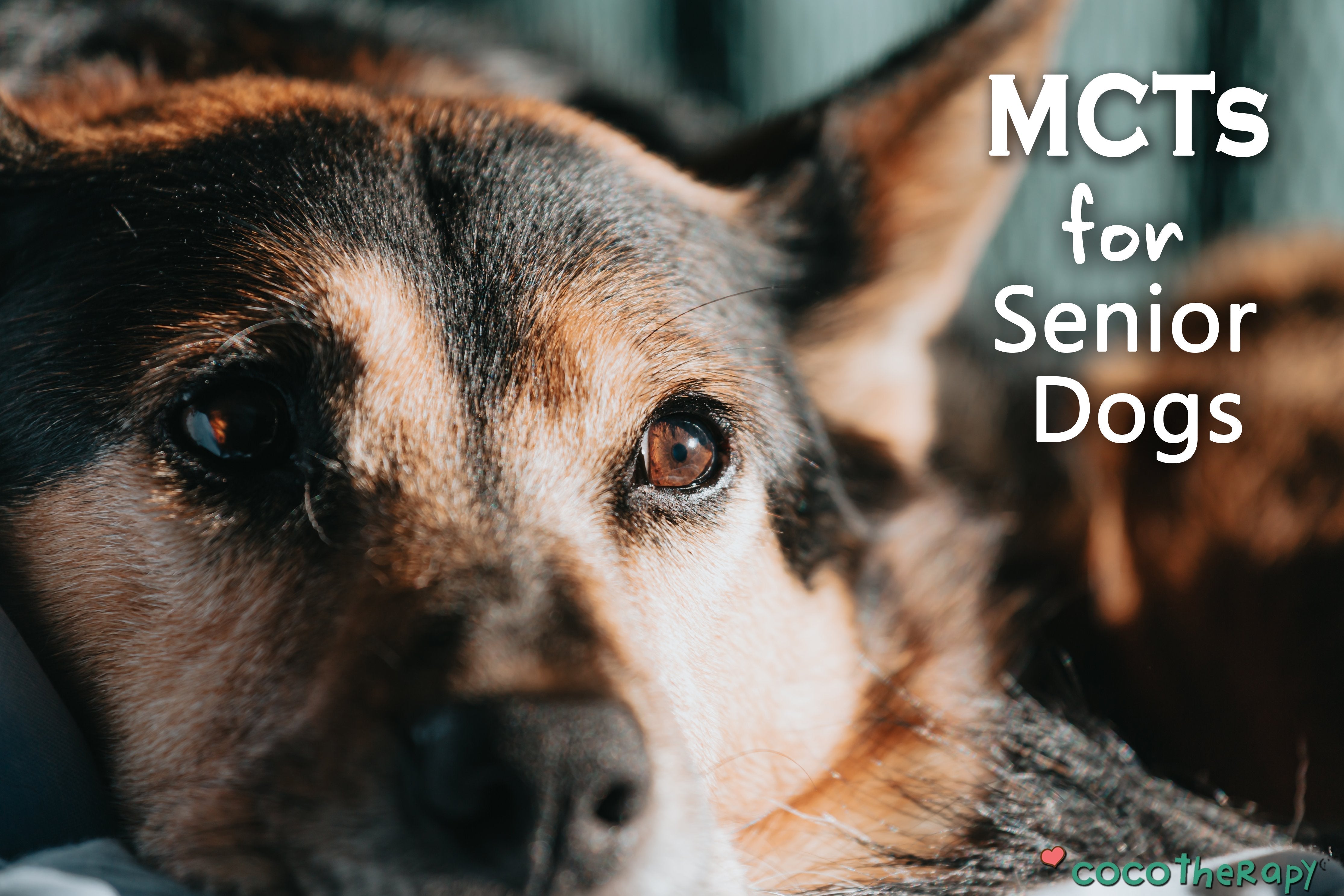 MCTs for Senior Dogs. Senior German Shephard laying down.