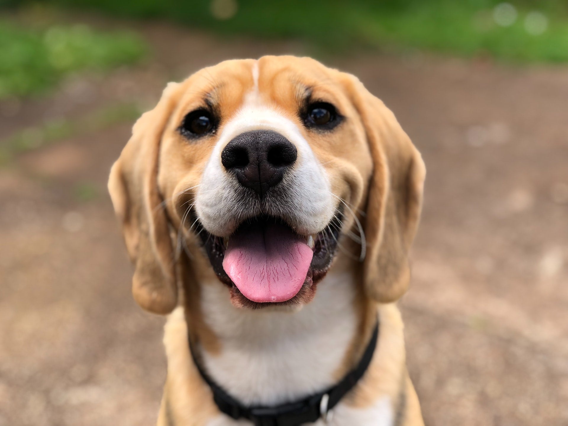 A Guide to Liver Disease in Dogs