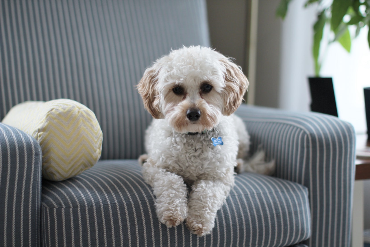 Can Dogs With Cushing's Disease Take Coconut Oil?
