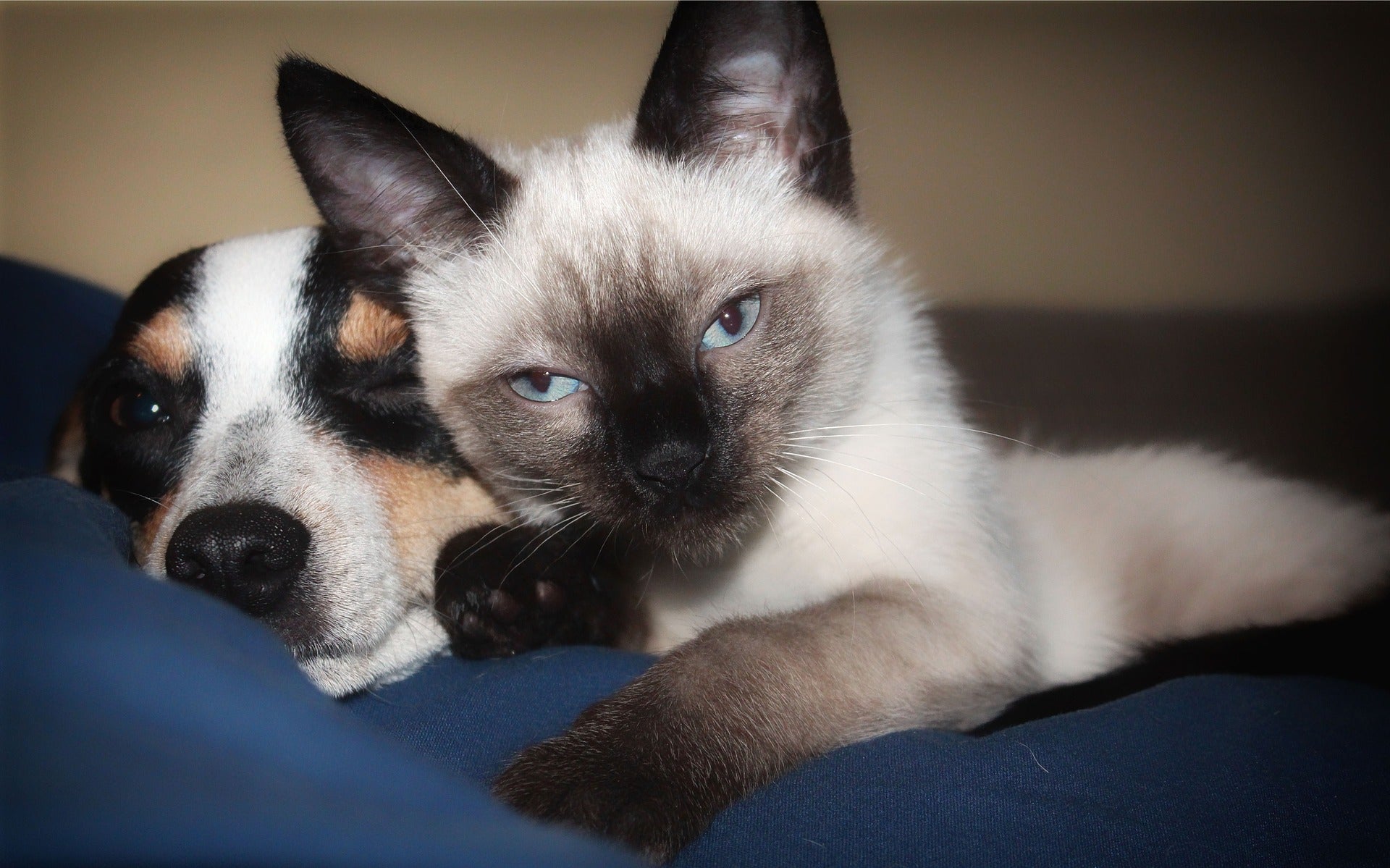 Beagle puppy and Siamese cat laying down together on a blanket.