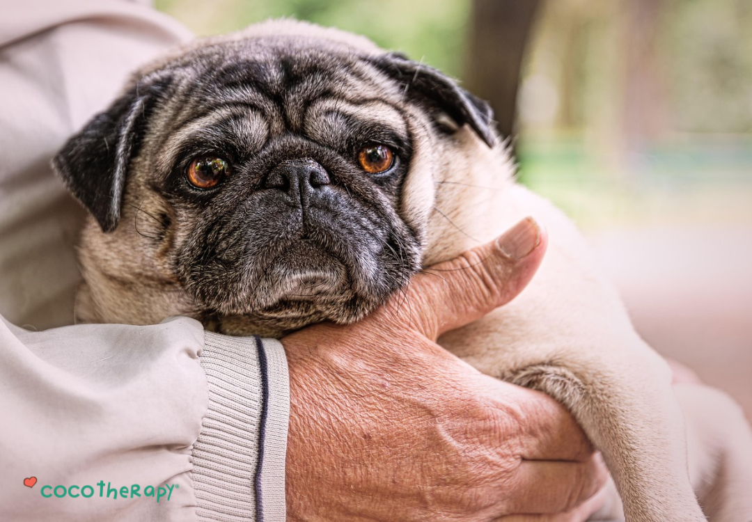 Senior Pug held in his owners arms.