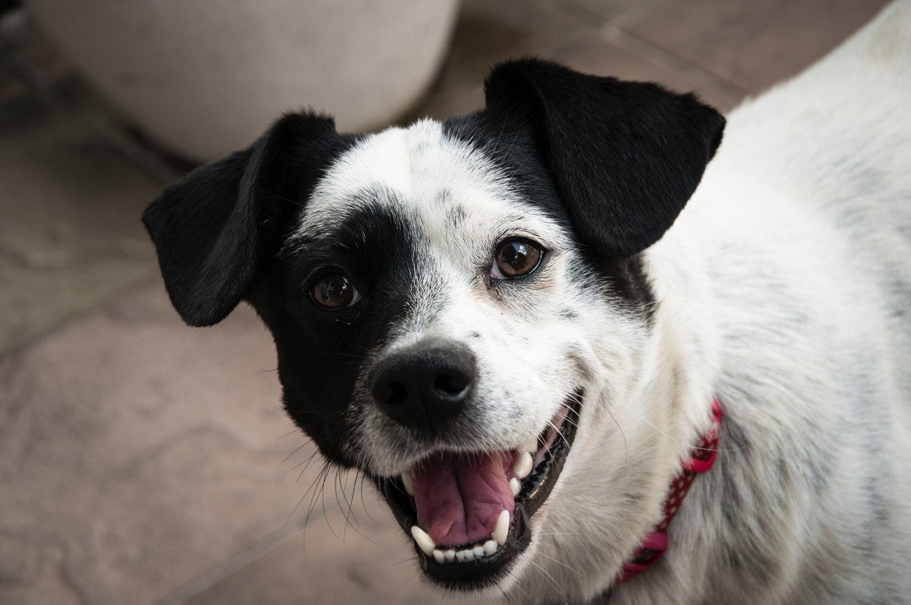 What Is Hyperlipidemia in Pets?