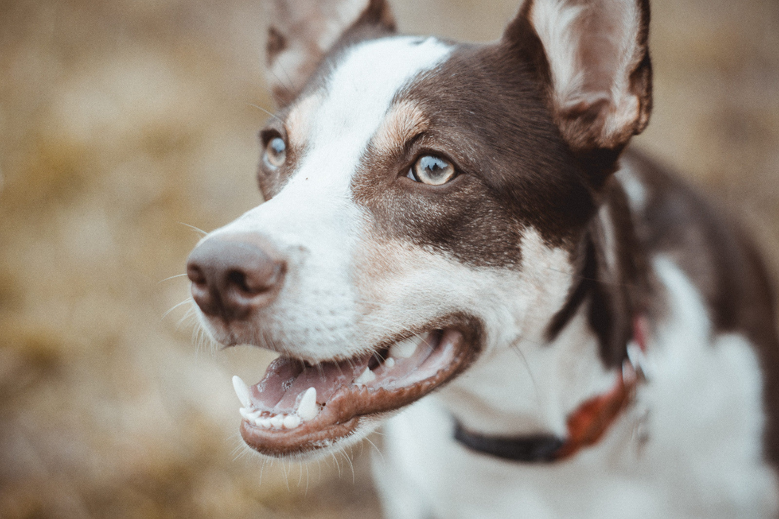 Taking Care of Your Pet's Teeth and Gums