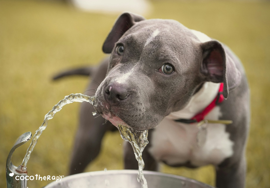 Is Your Pet Secretly Thirsty? 7 Hydration Clues Pet Parents Often Miss