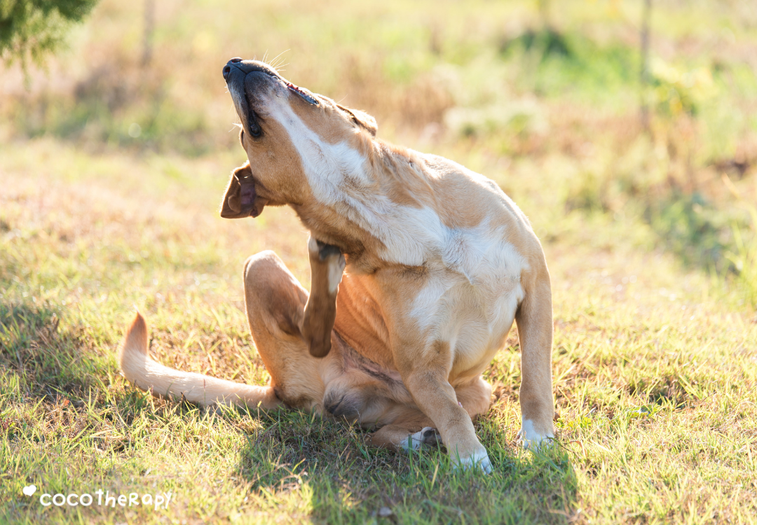 Coconut Oil for Itchy Skin in Dogs: Why Healthy Skin Starts Below the Surface