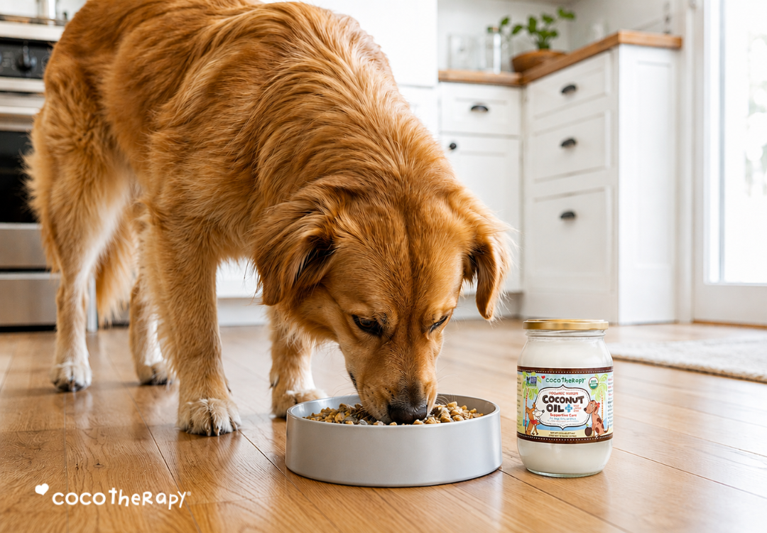 Can Coconut Oil Really Support Pet Health? What the Latest Studies Say