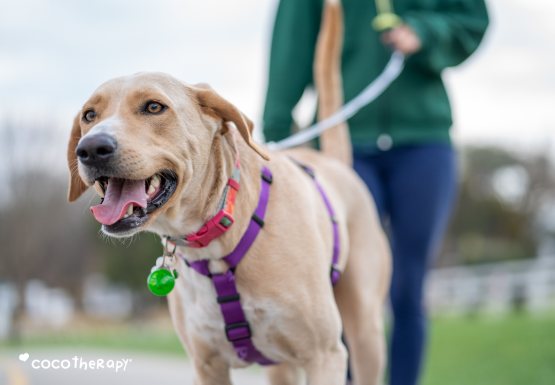 7 Simple Ways to Build a More Holistic Wellness Routine for Your Pet