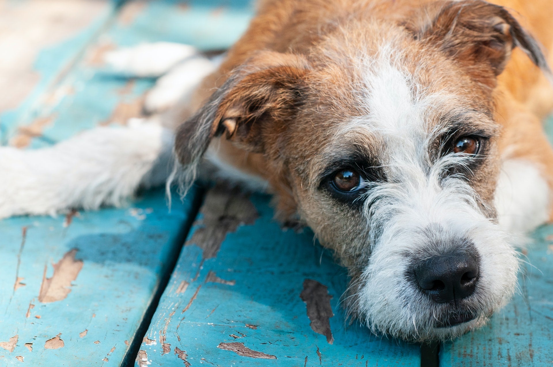 Preventing, Treating & Managing Gastrointestinal Diseases in Pets