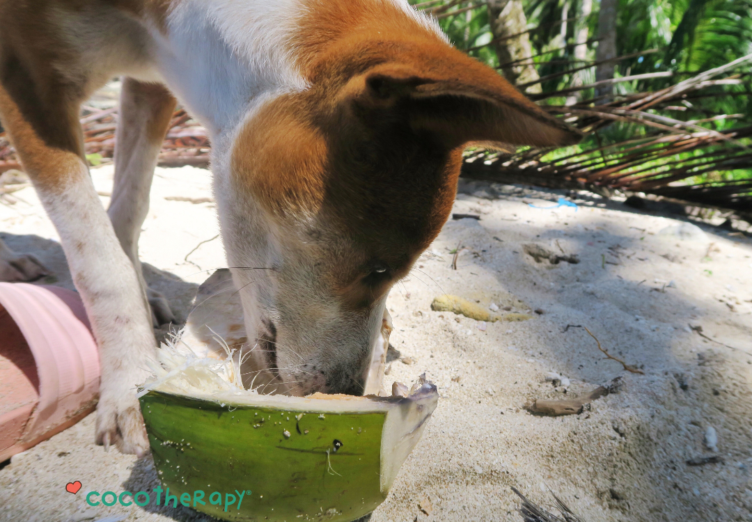 Coconut Fiber: The Perfect Fiber That Doesn’t Steal Your Pet’s Minerals