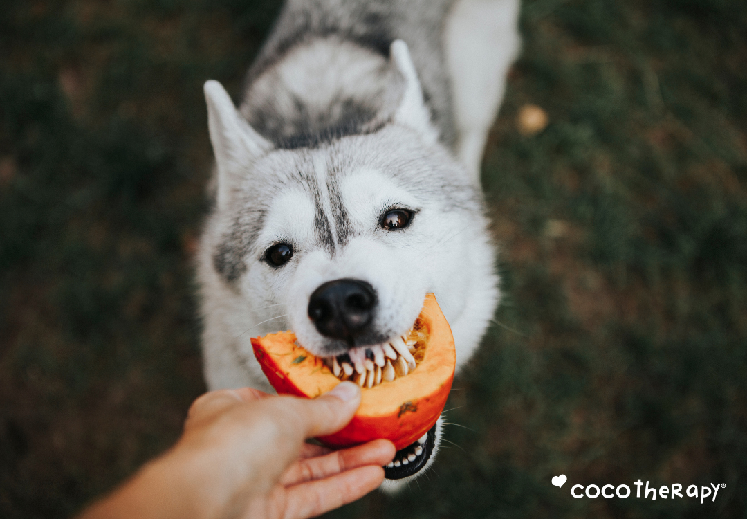 Husky dog eating a slice of fresh pumpkin for fiber.