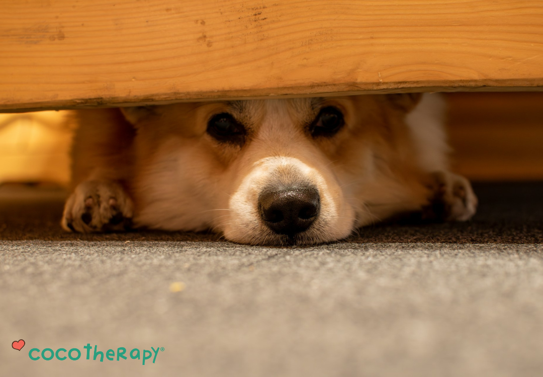 7 Simple Steps to Calm Thunderstorm Anxiety in Dogs