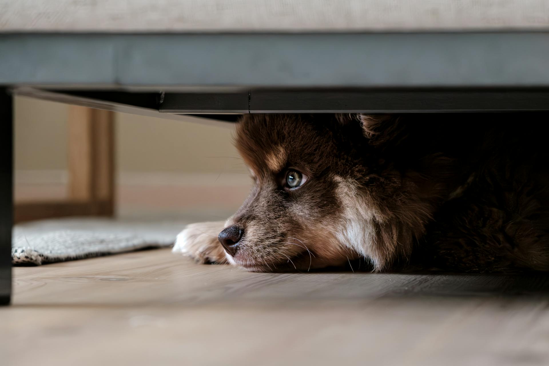 A Guide to Anxiety in Dogs