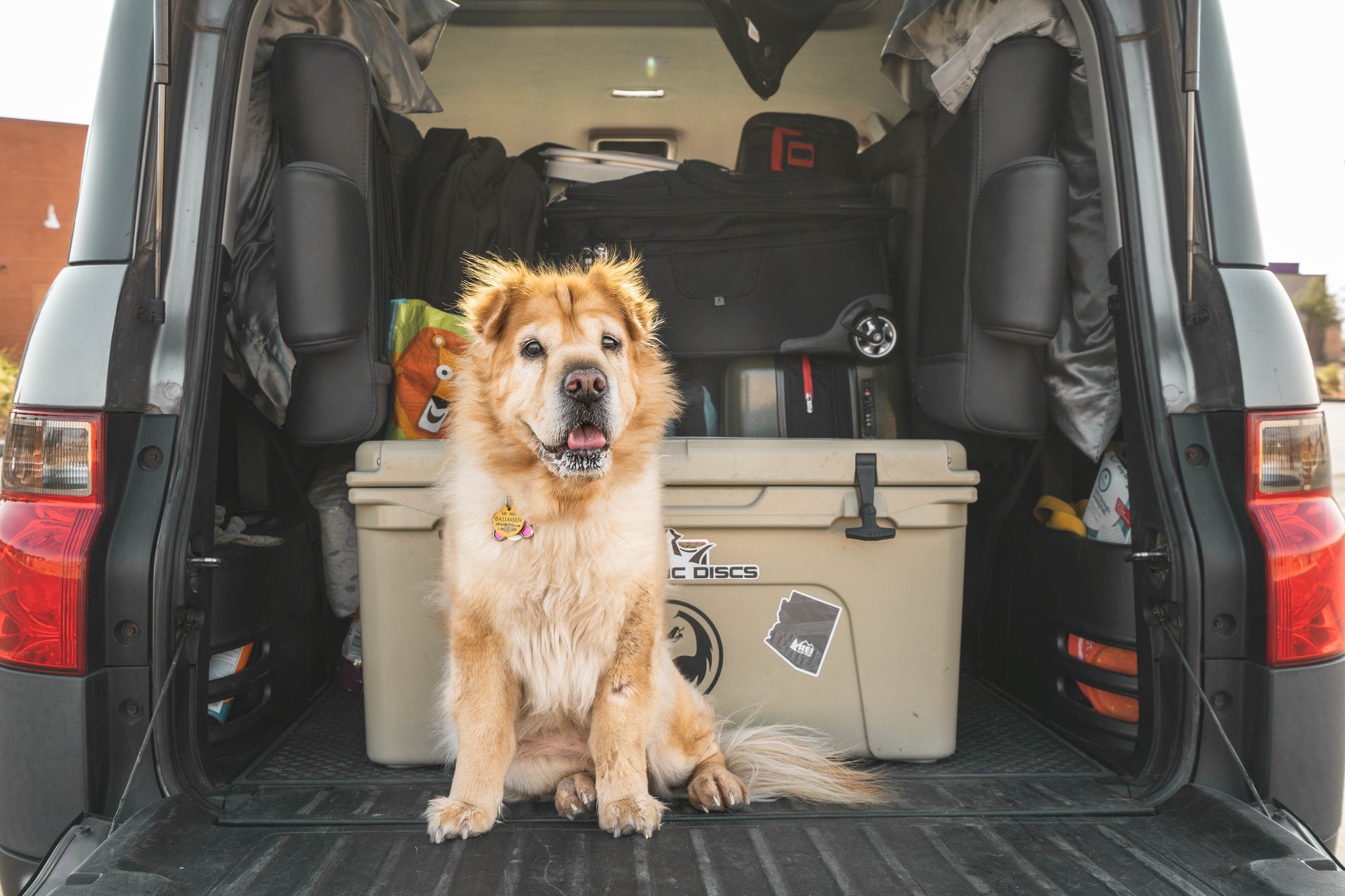 National Disaster Preparedness Month: Do You Have a Plan in Place to Protect Your Pets?
