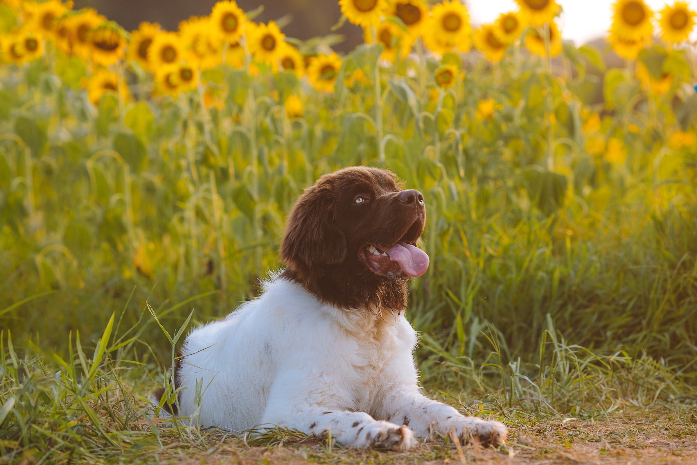 Are sunflower plants sales poisonous to dogs