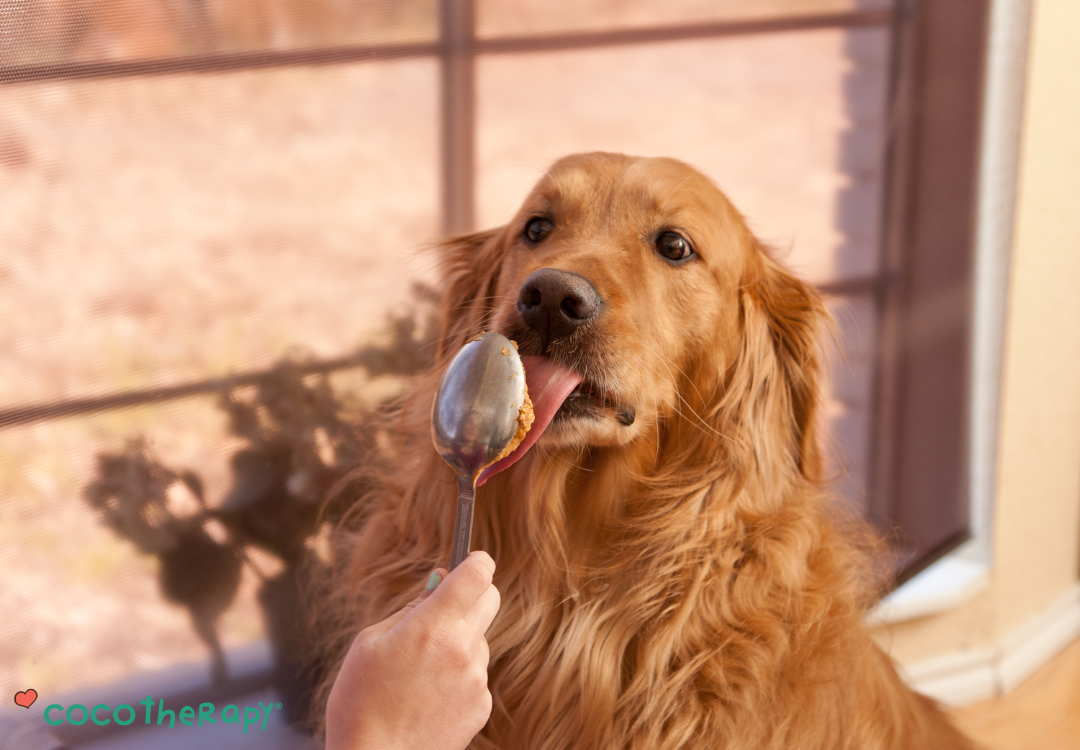 Are Peanut Butter Dog Treats Safe? The Aflatoxin Risk and Why We Test Twice