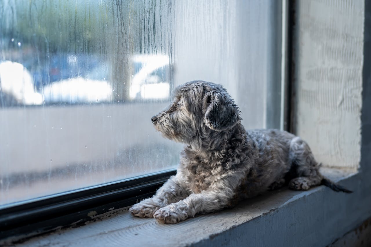 The Ultimate Guide to Rainy Day Activities for Pets