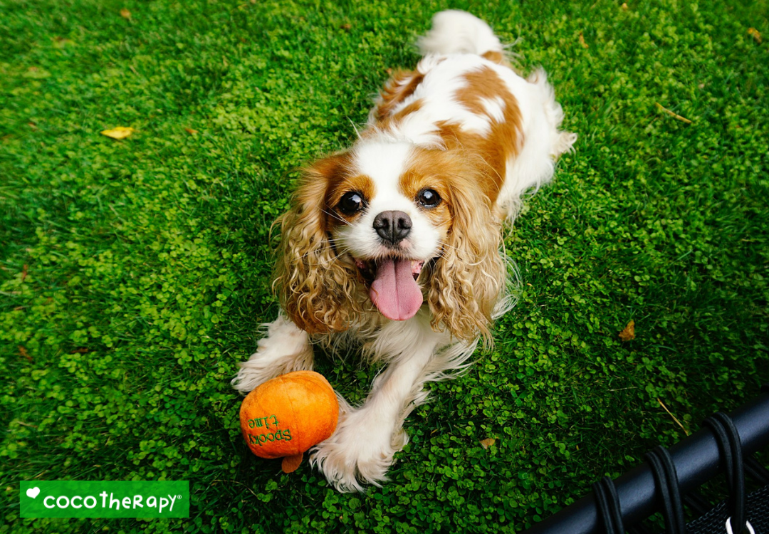 Cavalier Dog laying on the grass with an orange ball between his paws.