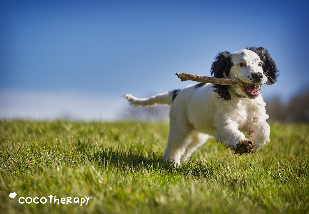 The Link Between Gut Health and Brain Health in Dogs