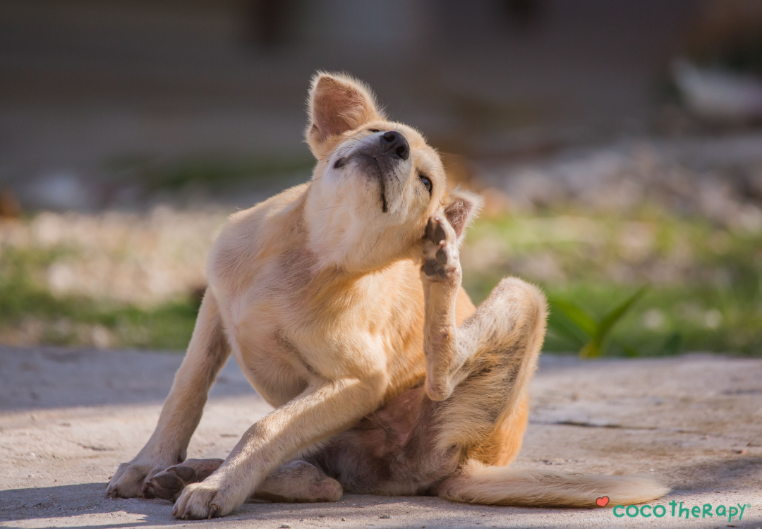 7 Best Oils and Fatty Acids That Calm, Heal, and Eliminate Yeast for Good