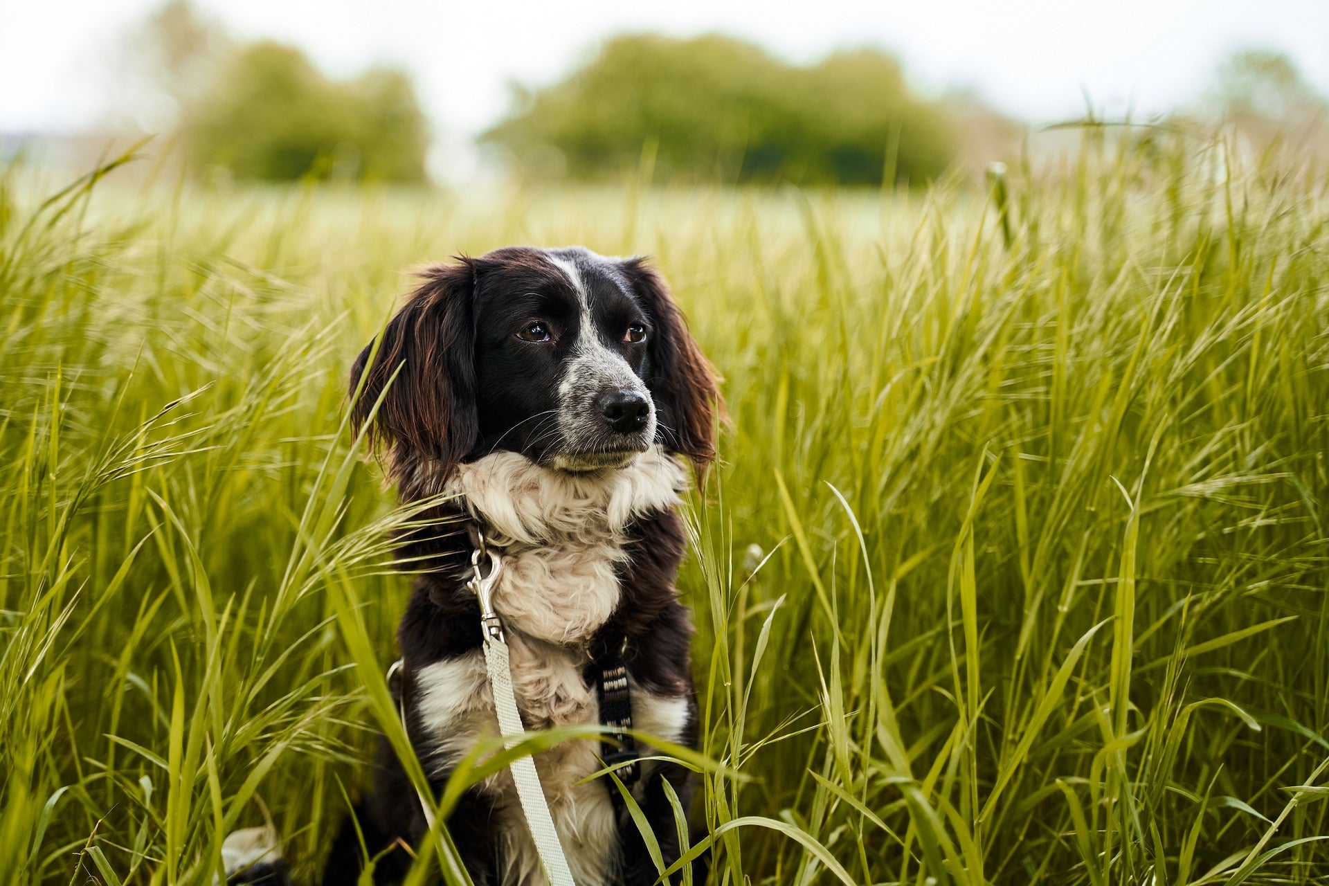 What is Lyme Disease in Dogs? Understanding the Risks and Protecting Your Pet