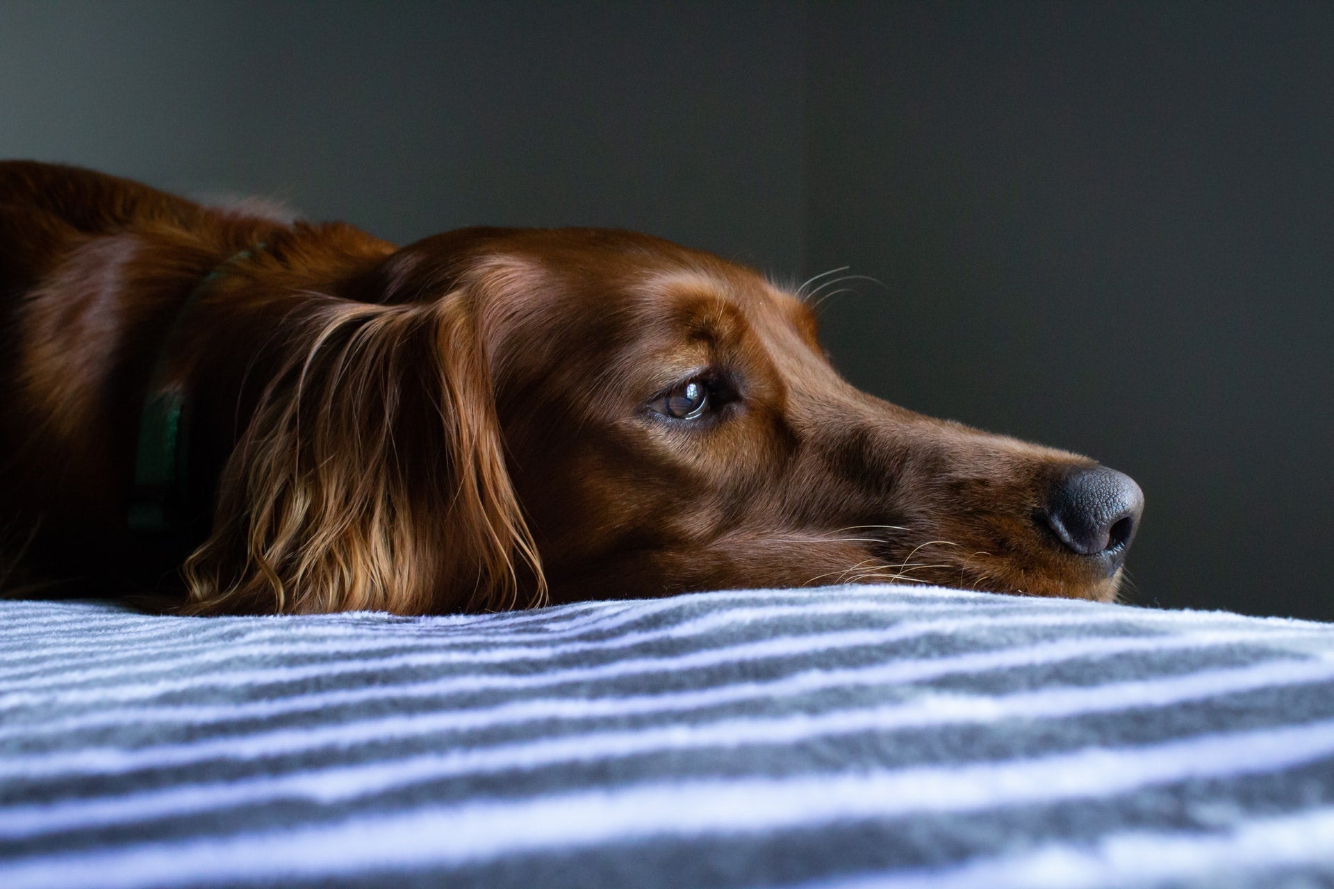 8 Common Warning Signs Your Pet Is in Pain