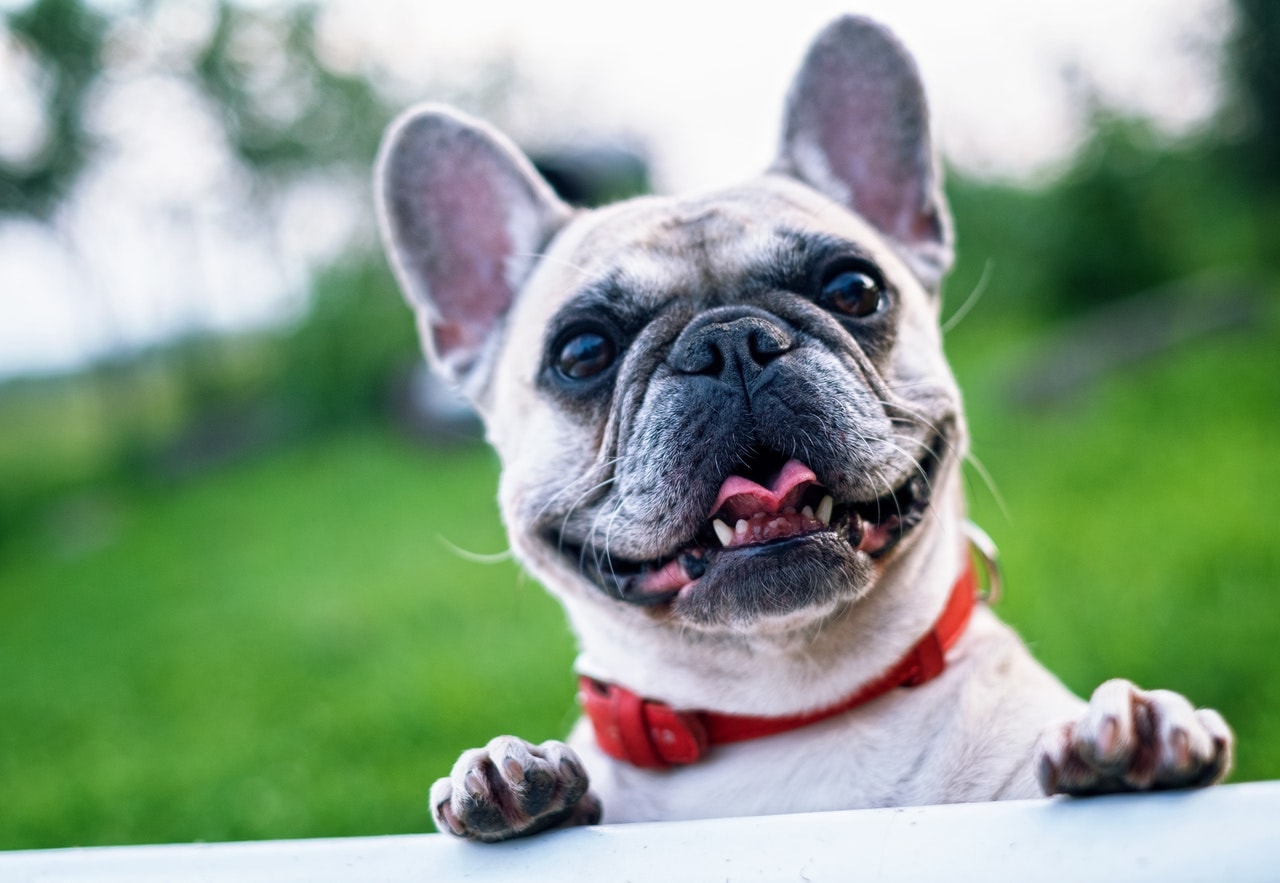 3 Common Dog Behaviors Explained