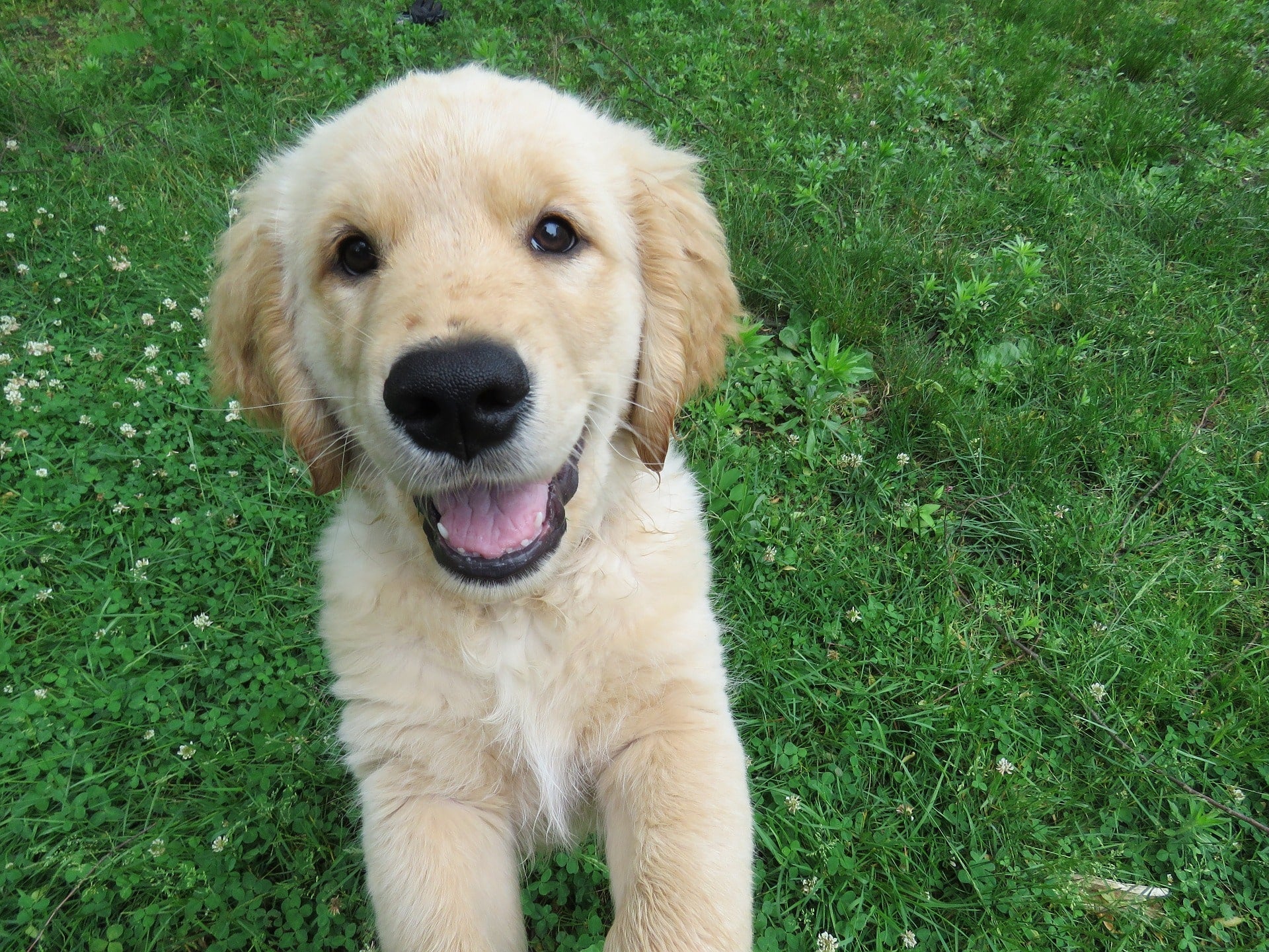 7 Quick Tips to Help Your Pet Live Longer