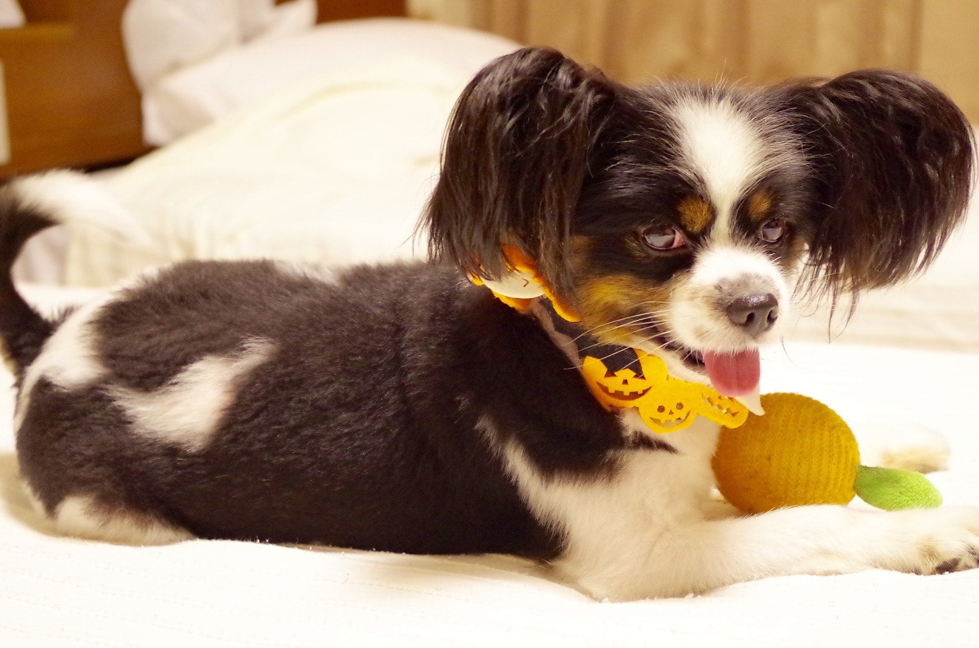 4 Healthy Homemade Dog Treats for Halloween
