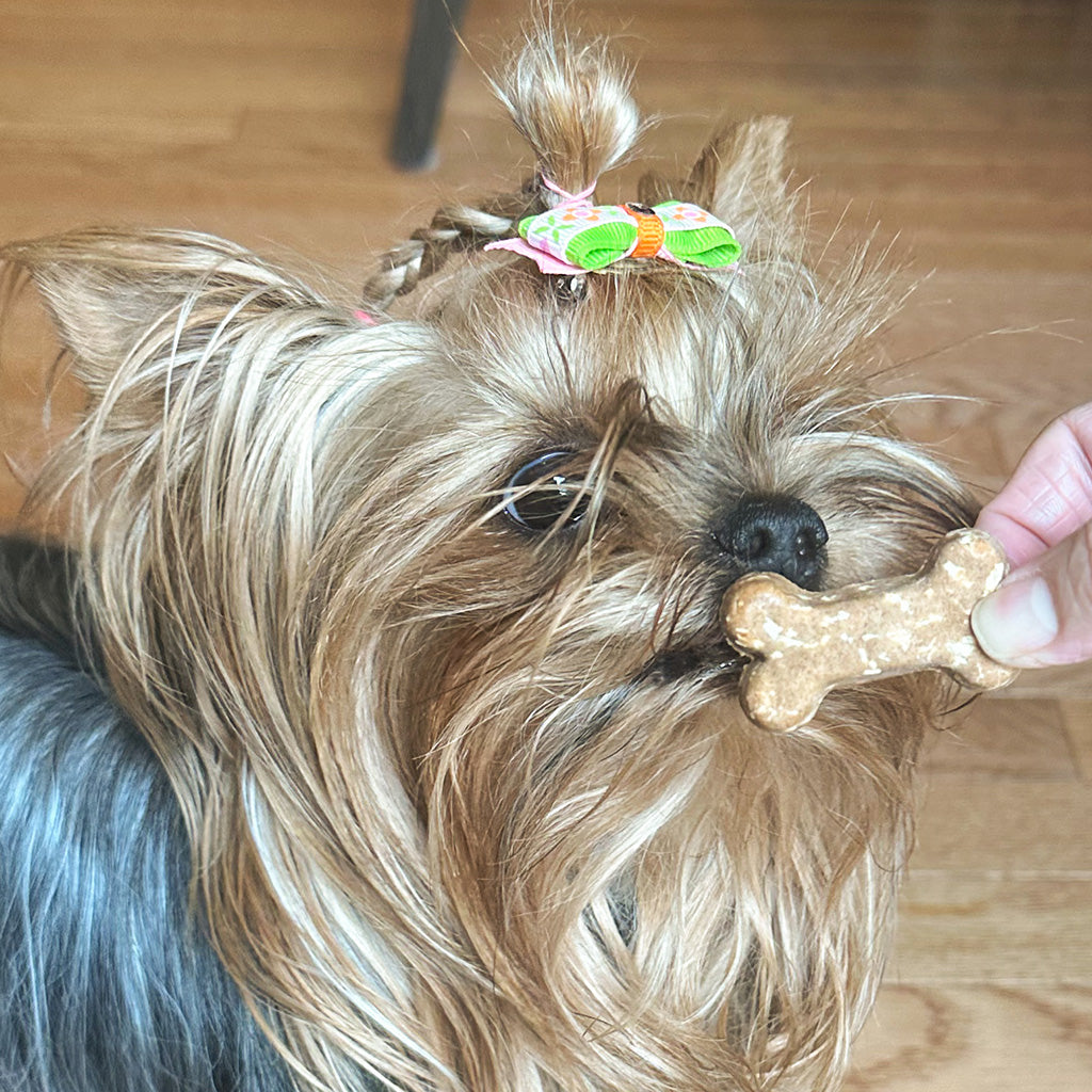 Anti-Inflammatory Support Triple Combo Pack - Coco-Gold + Carrot + Ginger Coco-Milk Bones
