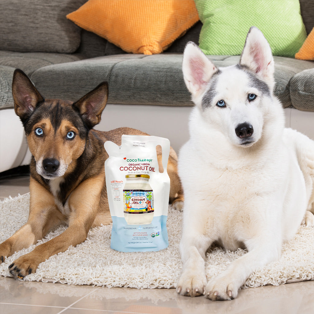 coconut oil for dogs | coconut oil good for dogs | coconut oil cats