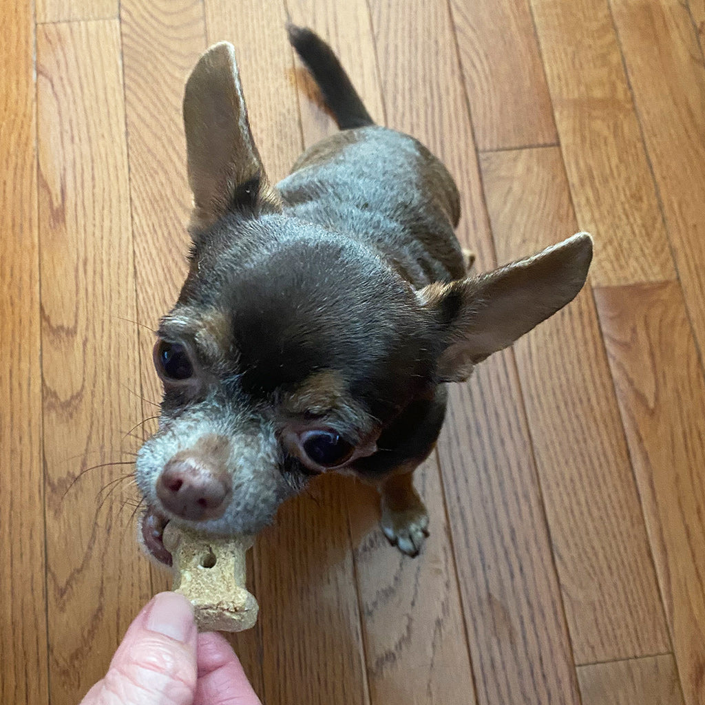 Coco-Milk Bones Ginger Snaps Biscuit - Organic Coconut Treat for dogs