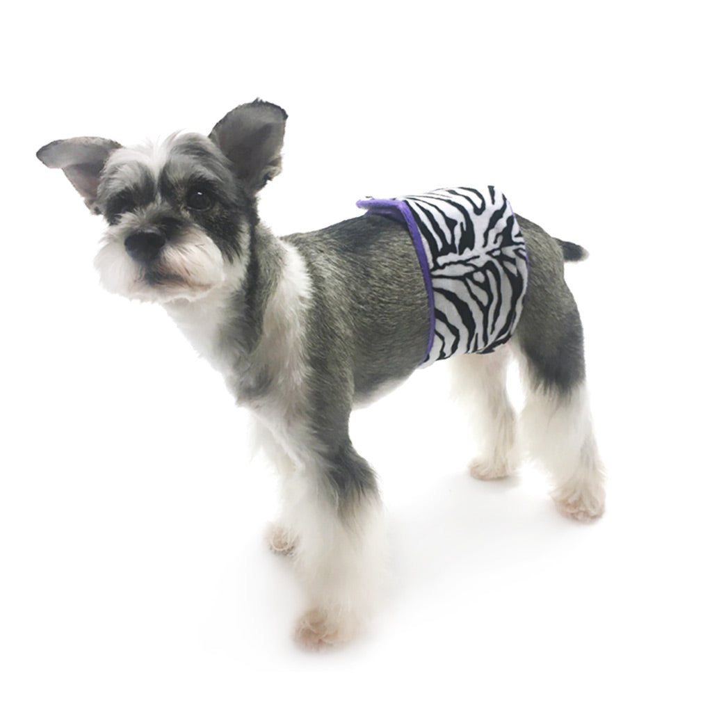 Wild Child Zebra Male Dog Belly Band