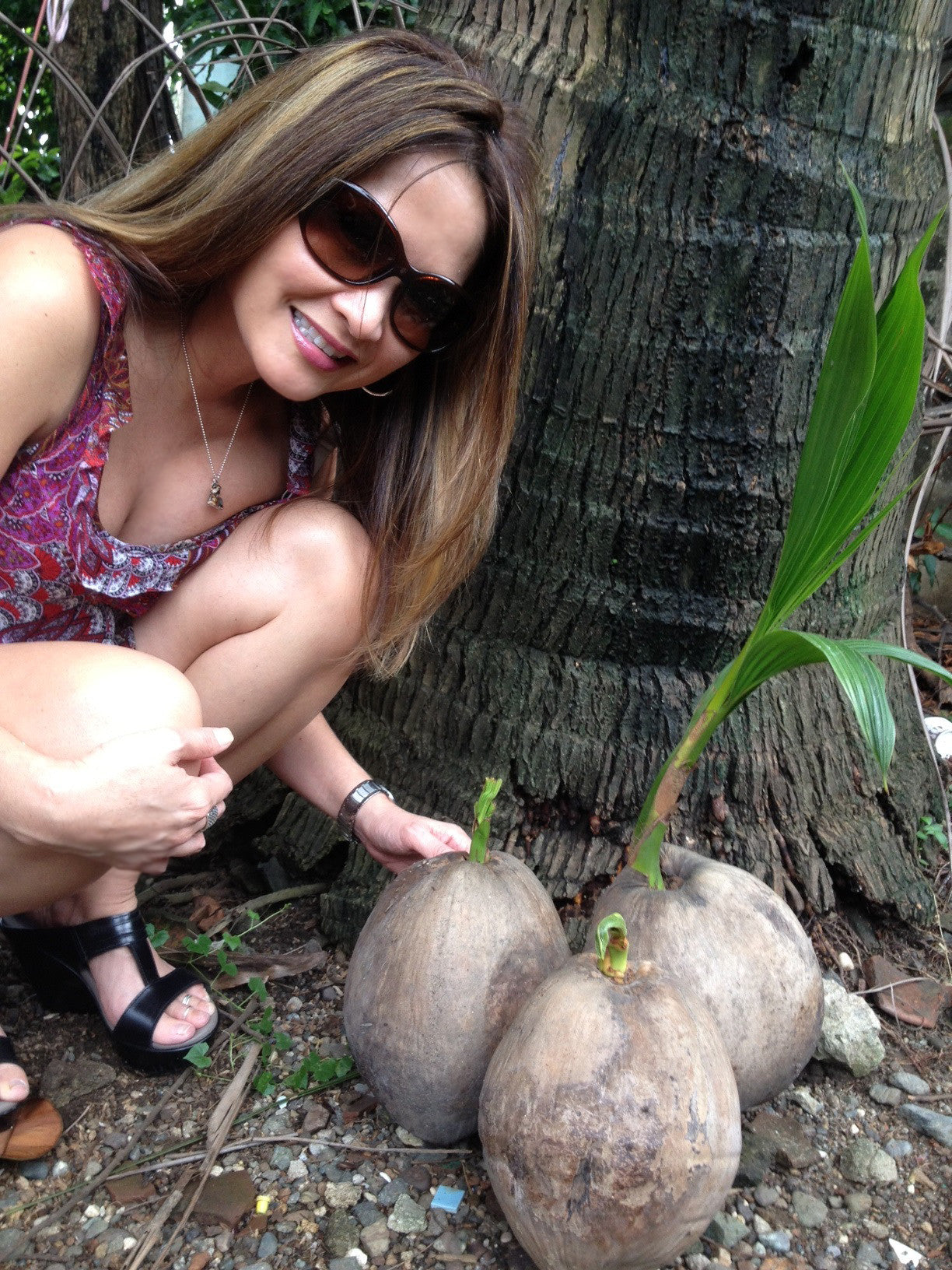 Do You Know Where Your Coconuts Come From?