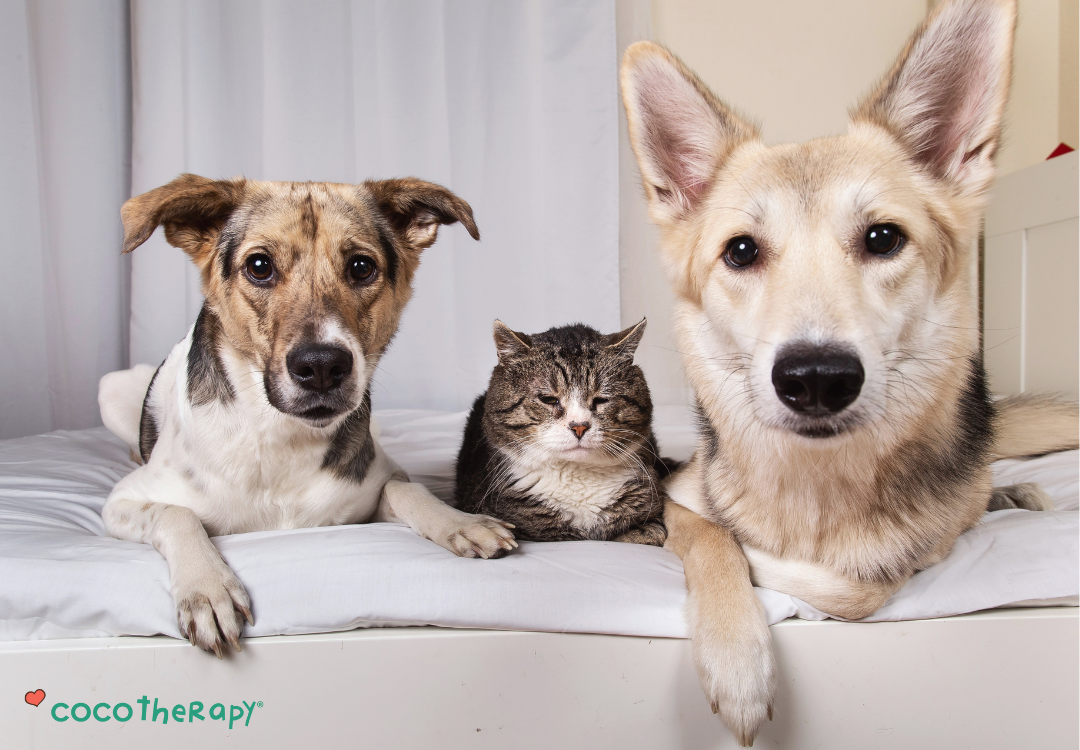 6 Simple Habits to Help Your Pet Feel Their Best This Year