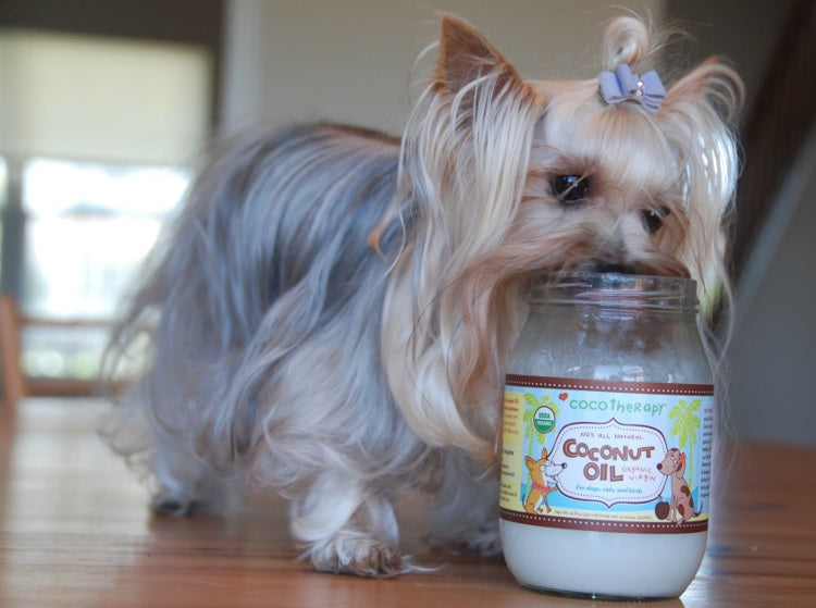 Is it safe to give CocoTherapy organic coconut oil on a regular basis and long-term?