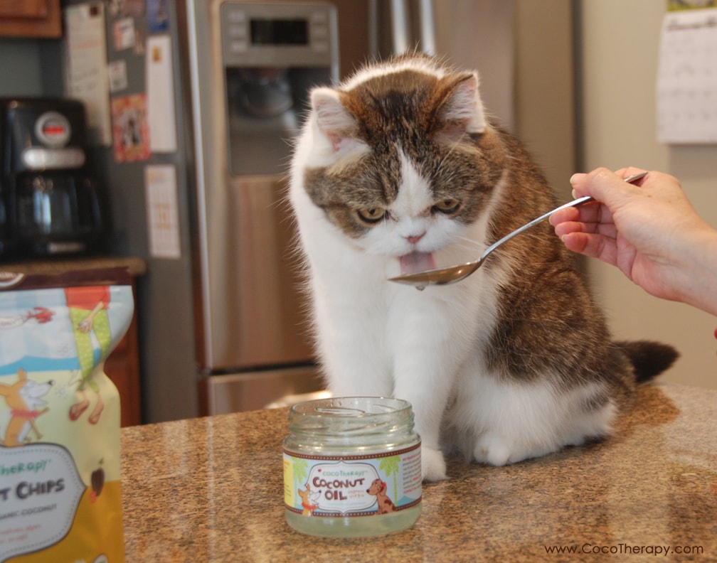 How to Use Coconut Oil With Your Pets