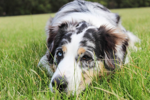 The Coconut Oil Cure for Seasonal Pet Allergies