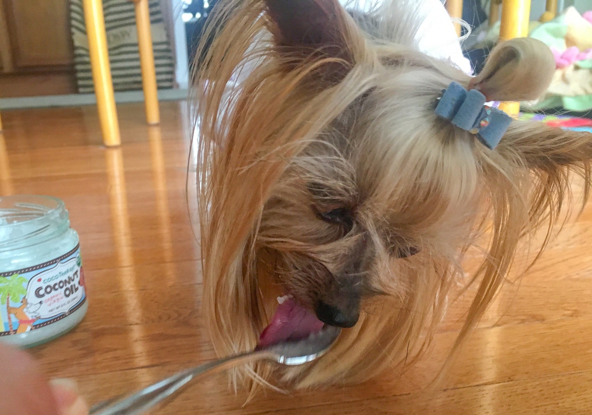 The Top 3 Myths About Coconut Oil and Pets