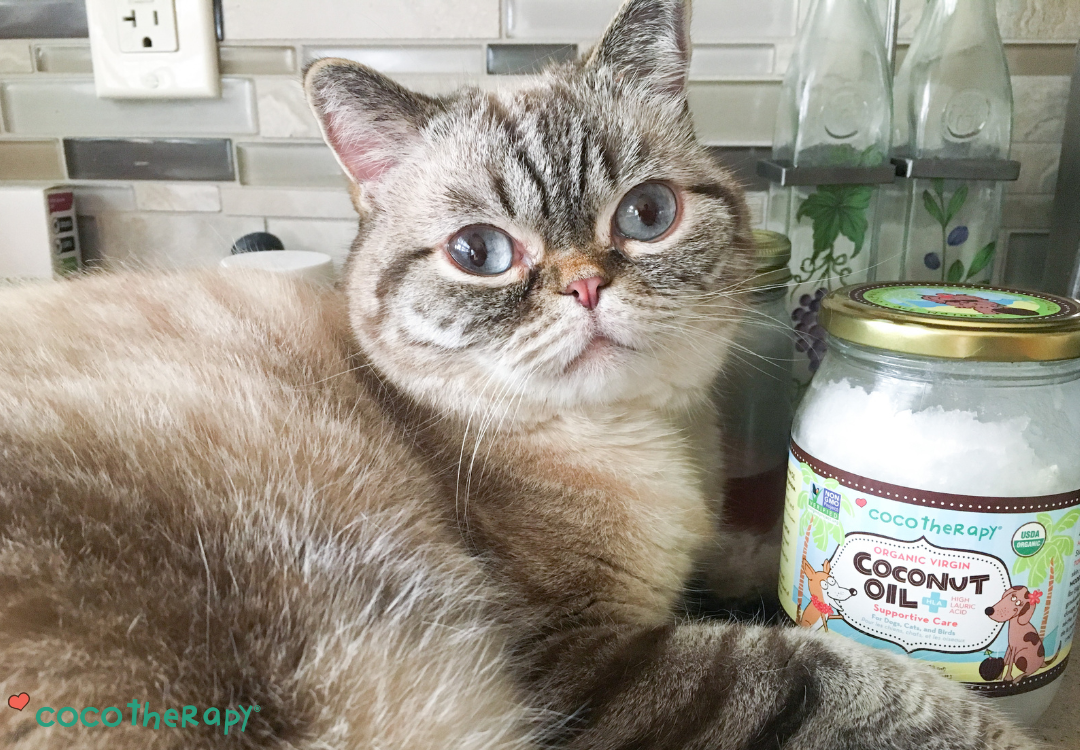 Cat laying with his CocoTherapy Virgin Coconut Oil bottle on the kitchen counter. 