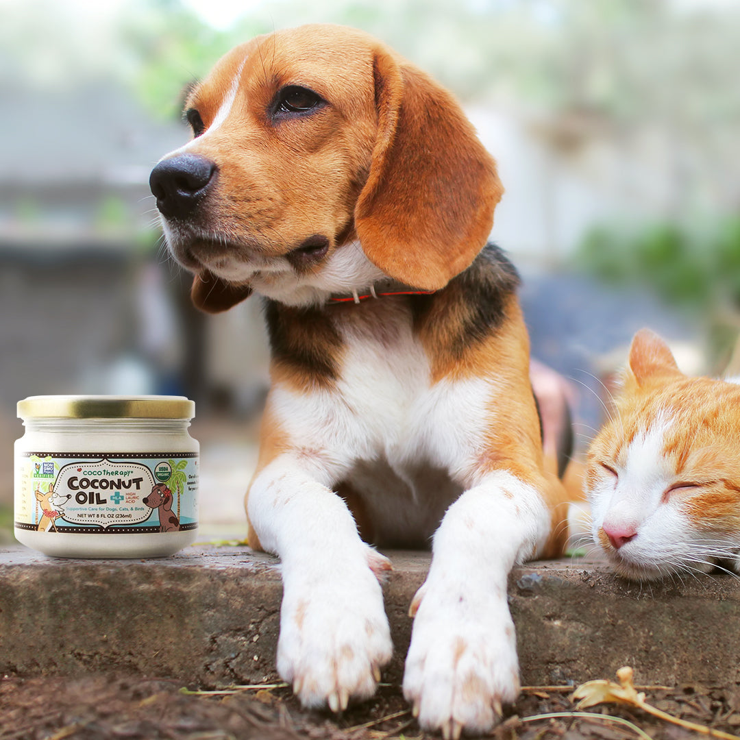 Does Virgin Coconut Oil Kill Beneficial Bacteria in the Gut?