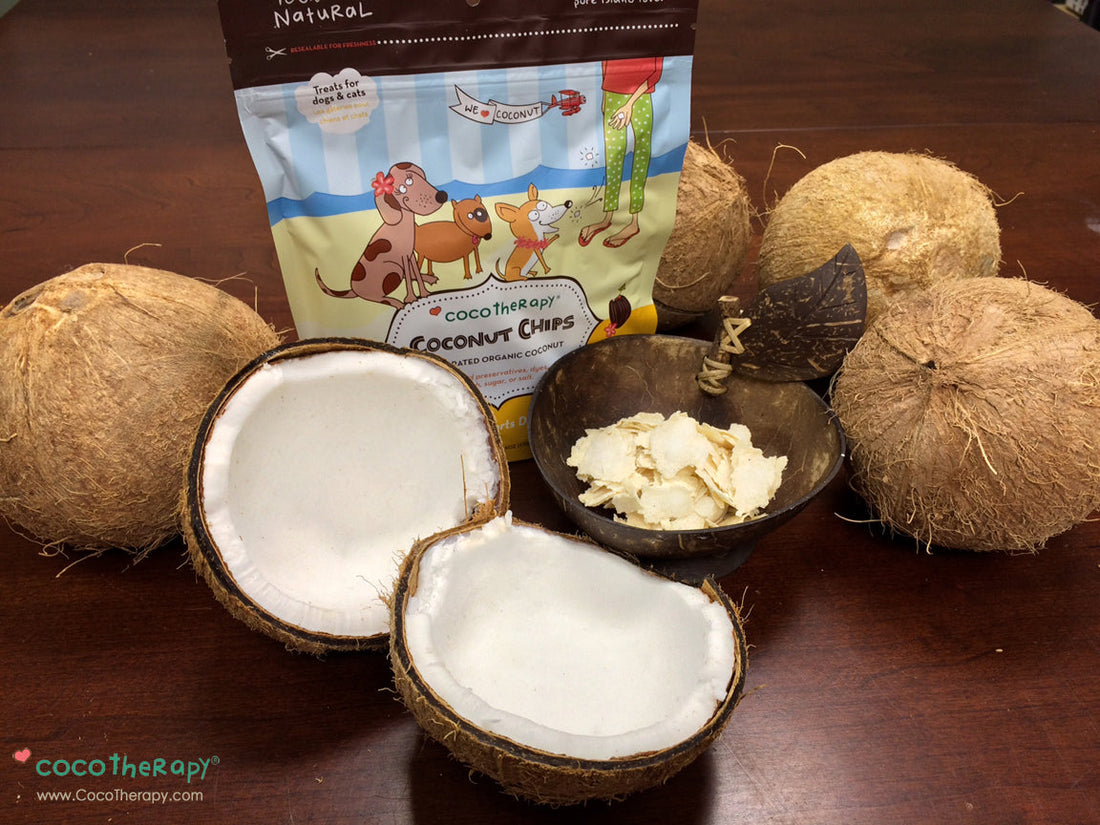 How Coconut Fiber Supports Digestive Issues | MCT Oil For Dogs