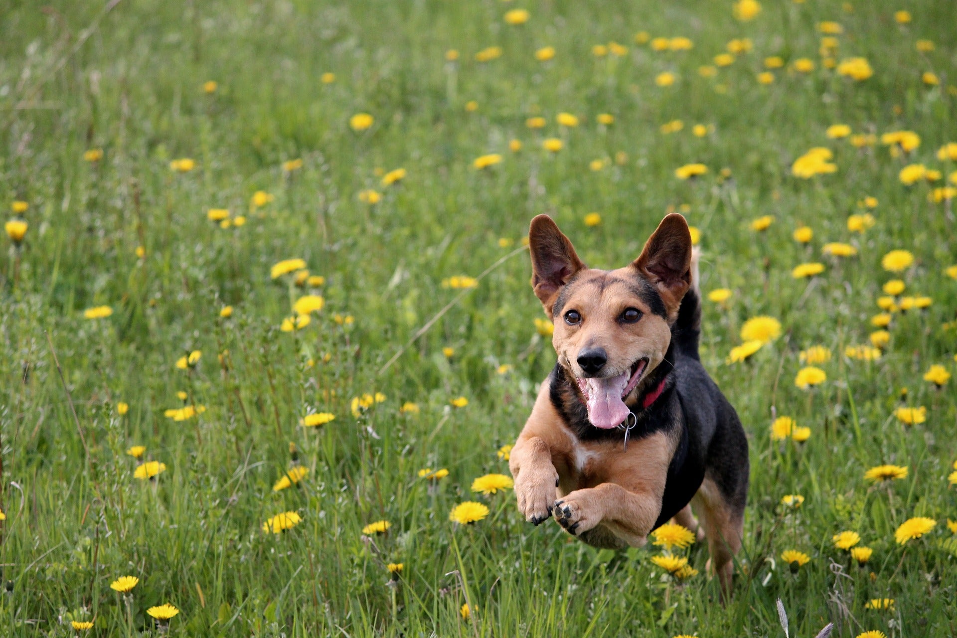 Coconut Oil for Fleas and Ticks