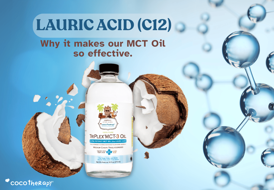Fresh bottle of CocoTherapy TriPlex MCT-3 Oil with fresh opened coconuts in the background.