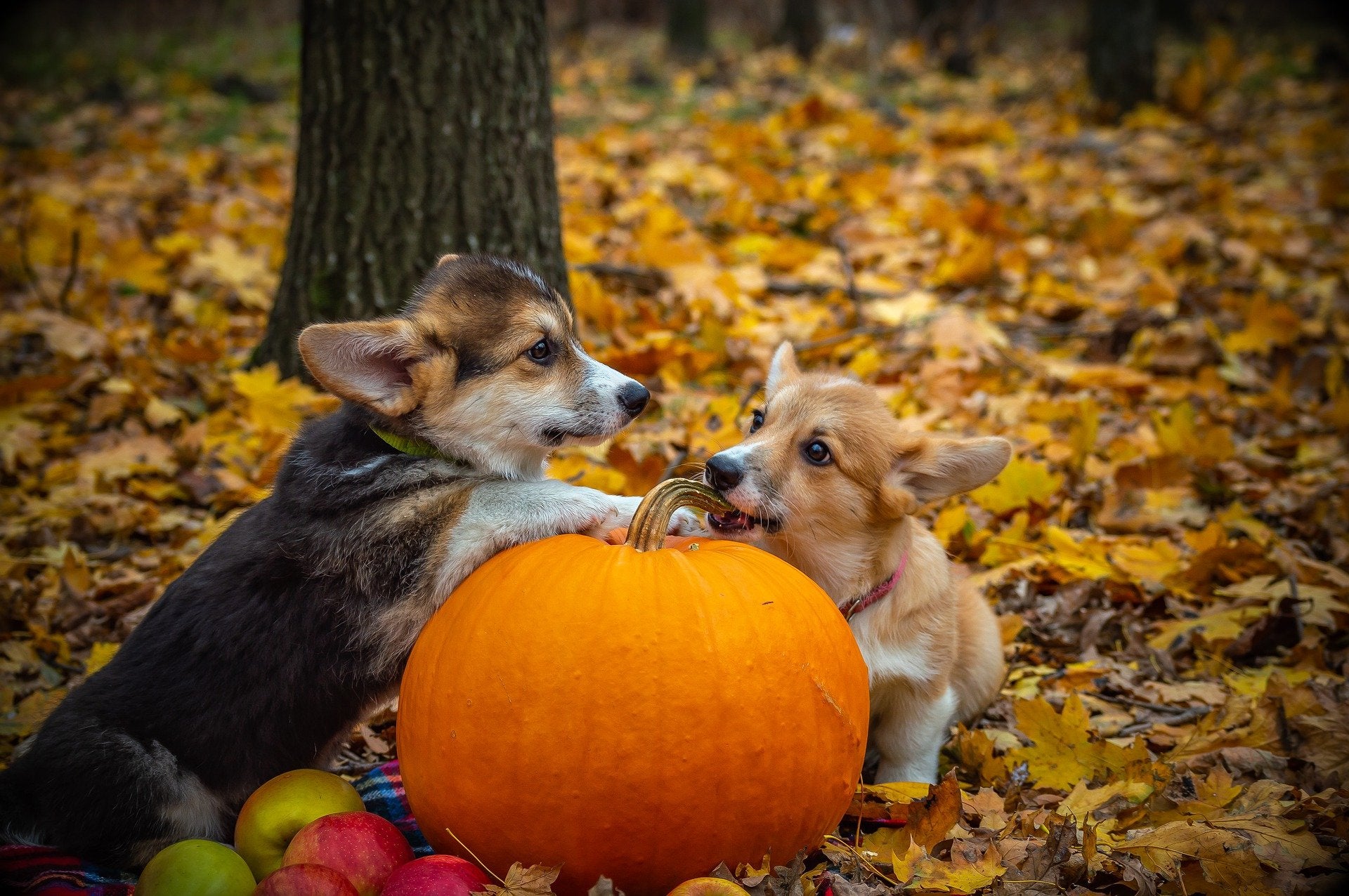 7 Fun Ways to Enjoy Halloween With Your Pet
