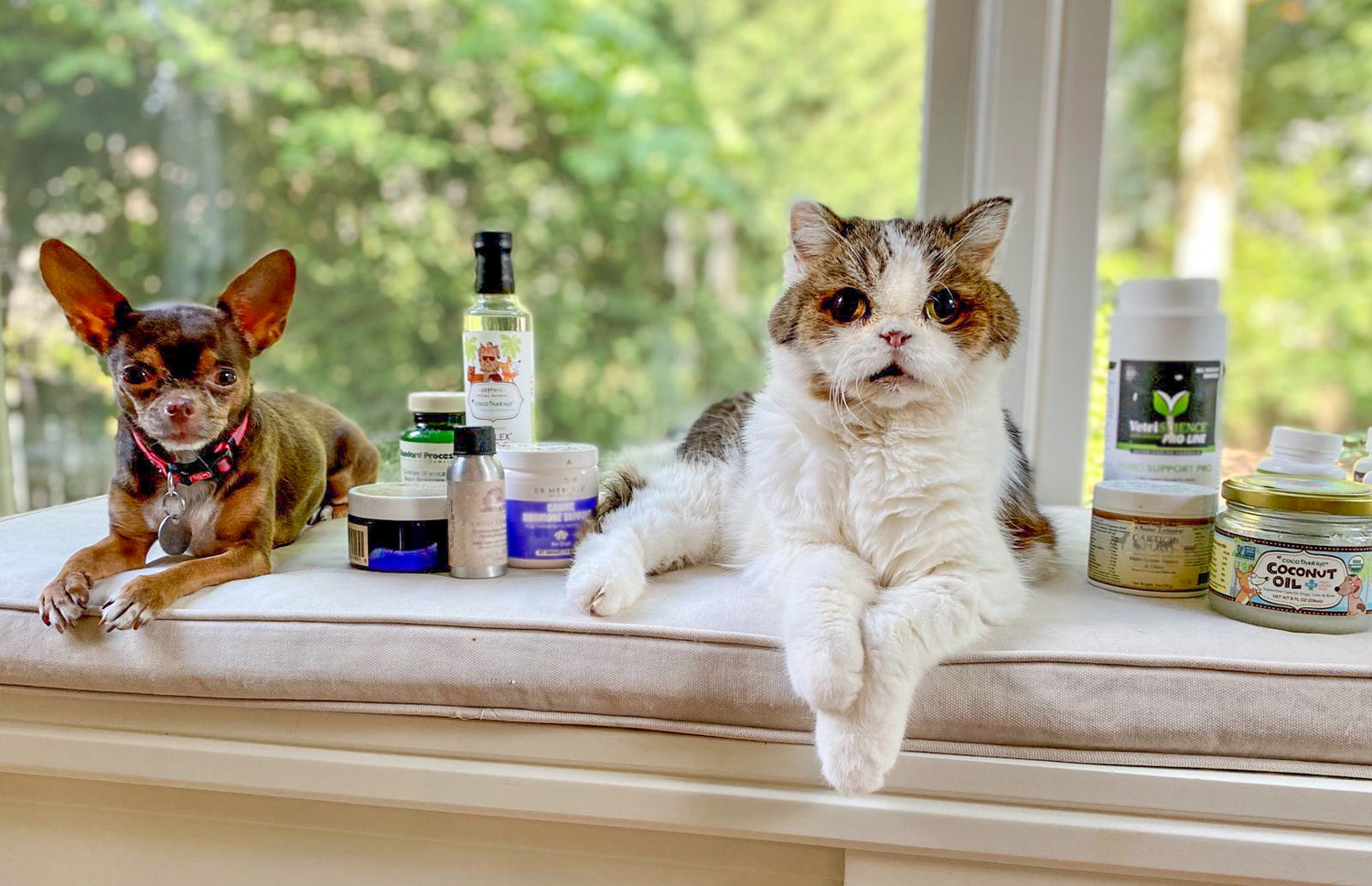 Top 5 Healthy Supplements for Dogs & Cats