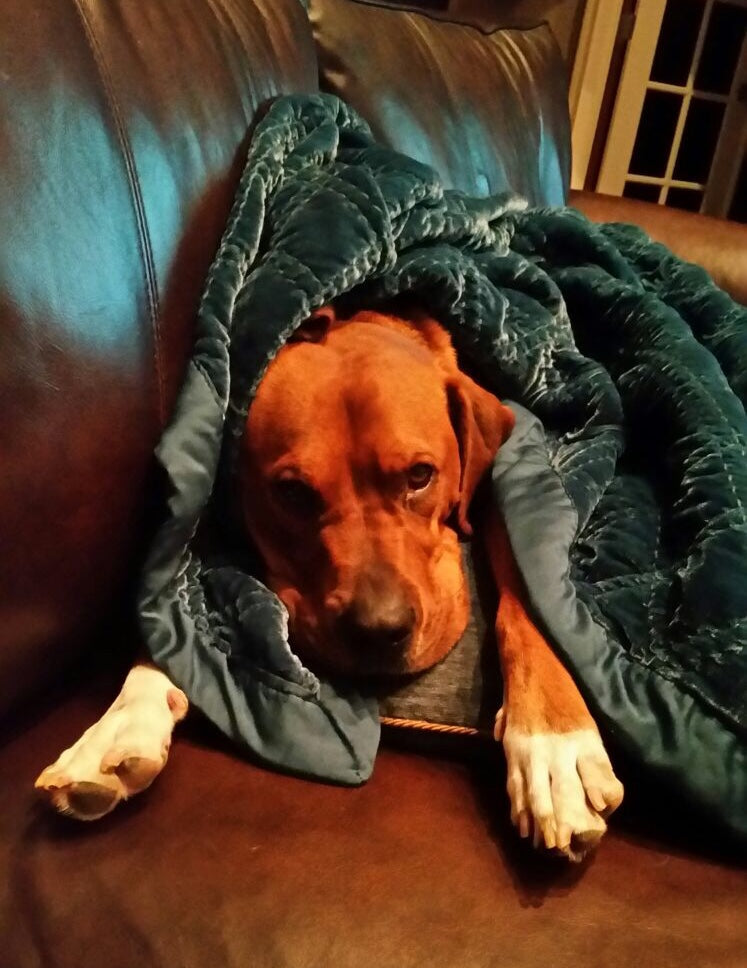 5 Tips for Dealing with the Emotional Stress of Caring for a Sick Pet